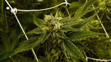 Ethan Miller/Getty Images