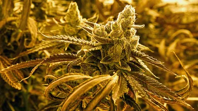 Ethan Miller/Getty Images