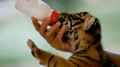 Dimas Ardian/Getty Images