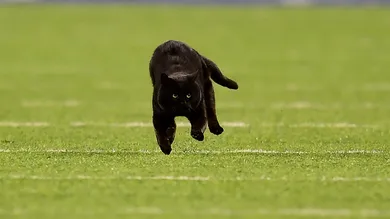Emilee Chinn/Getty Images