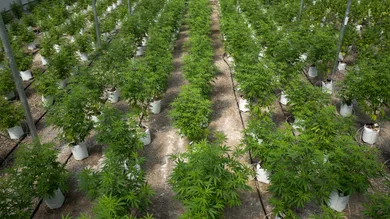 Drew Angerer/Getty Images