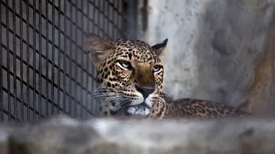 Taylor Weidman/Getty Images