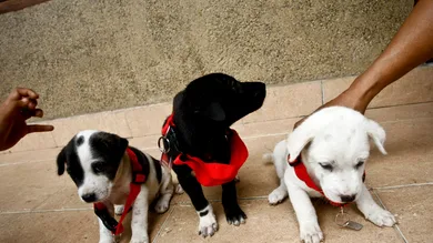 Ulet Ifansasti/Getty Images