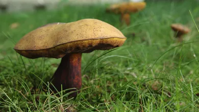 Sean Gallup/Getty Images