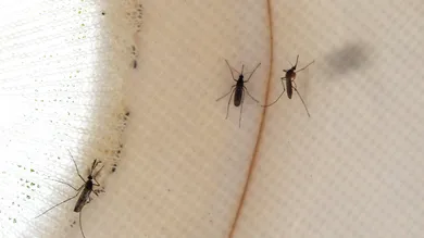 Justin Sullivan/Getty Images