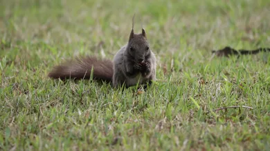 Chung Sung-Jun / Getty Images