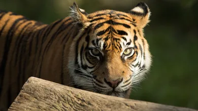 Mark Kolbe/Getty Images