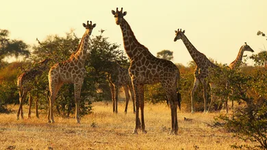 Cameron Spencer/Getty Images