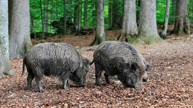 Arterra/Universal Images Group via Getty Images