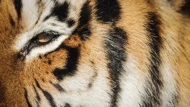 Marc Piscotty/Getty Images