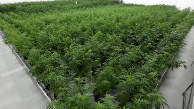 Ethan Miller/Getty Images