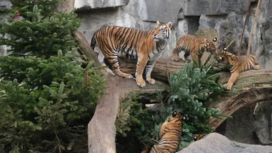 Sean Gallup / Getty Images