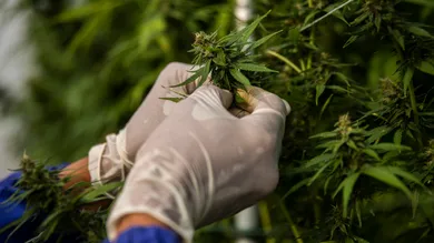 (Lauren DeCicca/Getty Images)