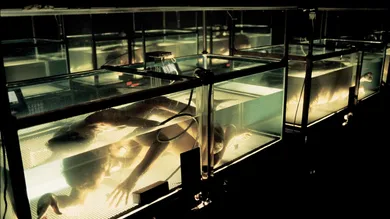 FOX via Getty Images