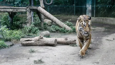 Putu Sayoga/Getty Images