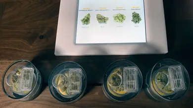 Bryan Steffy/Getty Images for MedMen