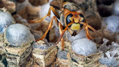 Arterra/Universal Images Group via Getty Images