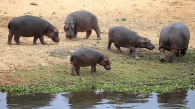 Jan Kruger/Getty Images