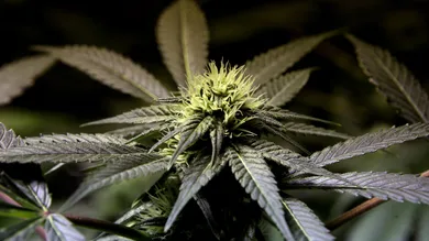 Justin Sullivan/Getty Images