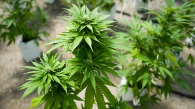 Drew Angerer/Getty Images