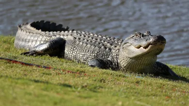 Chris Graythen/Getty Images