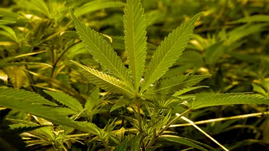 Ethan Miller/Getty Images