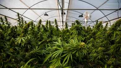 Lauren DeCicca/Getty Images