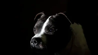 Drew Angerer/Getty Images