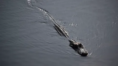 Joe Raedle/Getty Images