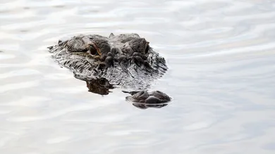 Rob Carr/Getty Images