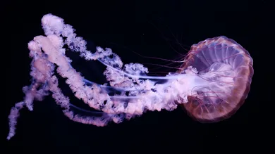 PHILIPPE LOPEZ/AFP/Getty Images