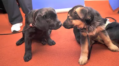 Gary Gershoff/Getty Images for AKC