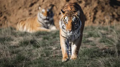 Marc Piscotty/Getty Images