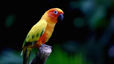 Francois Nel/Getty Images