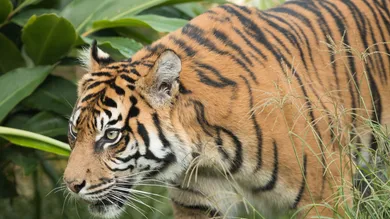 Mark Kolbe/Getty Images