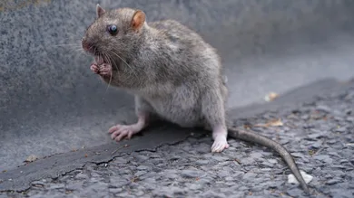 Sean Gallup / Getty Images