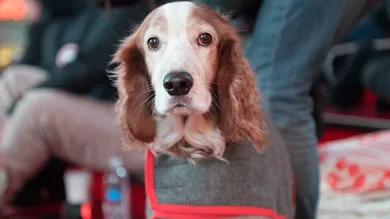 Noam Galai/Getty Images