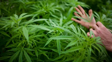 Uriel Sinai/Getty Images