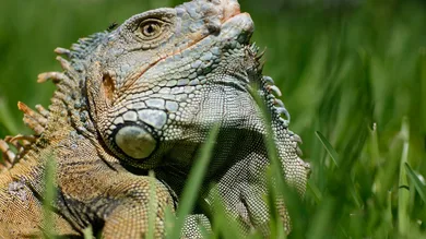 Joe Raedle/Getty Images