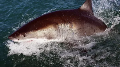 Dan Kitwood / Getty Images