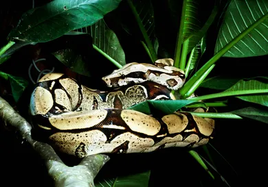 AMAZON BASIN: THE LAST FRONTIER