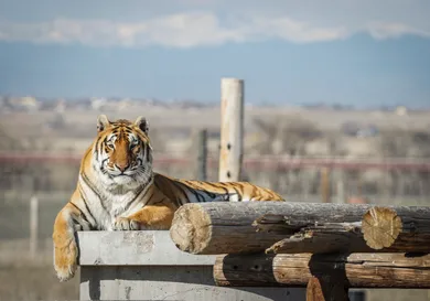 Wild Animal Sanctuary In Colorado Home To Almost 40 Tigers From Wildly Popular Documentary Of Joe Exotic "Tiger King"