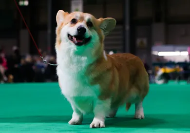 Crufts 2023 - Day Two