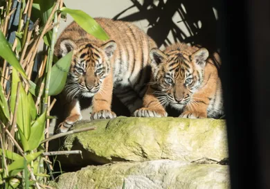 Mark Kolbe/Getty Images