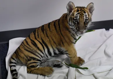 MARK RALSTON/AFP via Getty Images