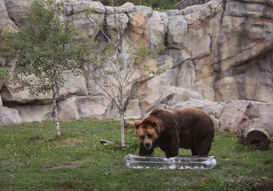 Photo by Scott Olson/Getty Images
