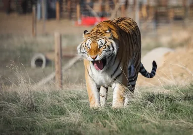 Marc Piscotty/Getty Images