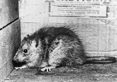 Denis De Marney/Getty Images