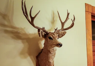 Marc Piscotty/Getty Images