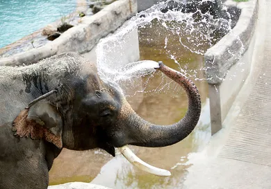 Chung Sung-Jun/Getty Images